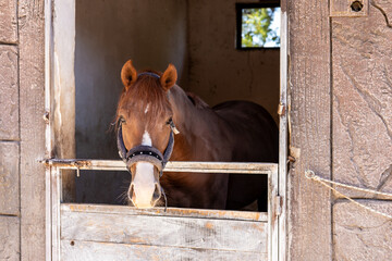 A brown horse peeking out from its stable on a sunny day in a rural setting