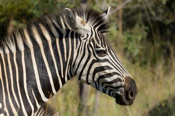 Fototapeta premium Wild Zebra