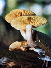 Pilz im Wald als Makro mit unscharfem Hintergrund