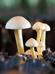 Pilz im Wald als Makro mit unscharfem Hintergrund
