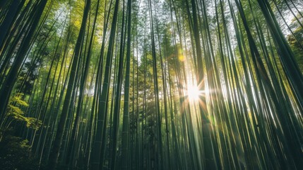 Fototapeta premium A serene morning scene of a bamboo forest in Kyoto with sun rays filtering through the tall bamboo stalks, tranquil setting with soft green tones, Zen style