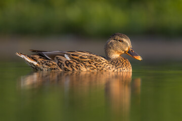 mallard duck on the surface of a pond in the morning light