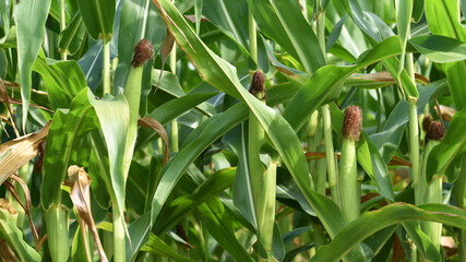 ears of corn and green leaves on a field background close-up. Corn farm. A selective focus picture...