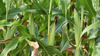 ears of corn and green leaves on a field background close-up. Corn farm. A selective focus picture...