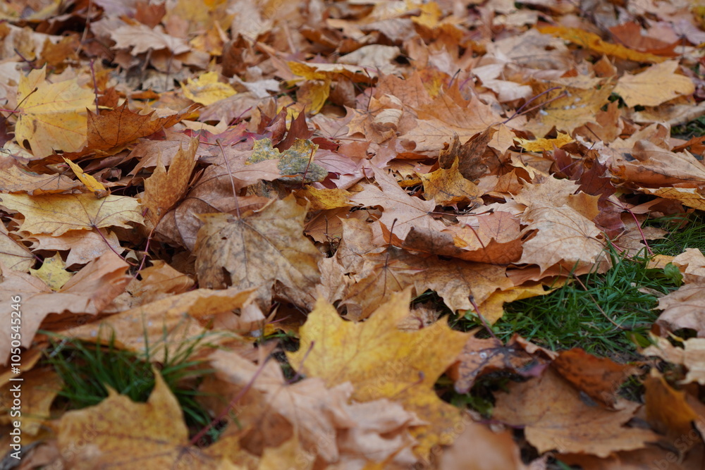 Poster close-up of yellow and orange maple leaves falling from trees on grass in golden autumn in park