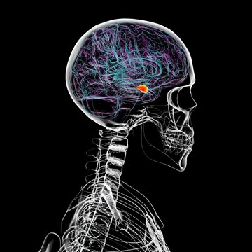 Human brain with the amygdala highlighted, 3D illustration
