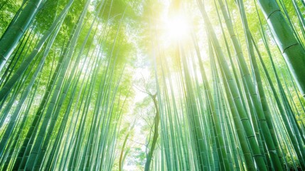 Fototapeta premium A serene view of the bamboo forests in Kyoto with sunbeams filtering through the tall, green stalks and a tranquil pathway winding through the grove, peaceful setting with soft greens and light