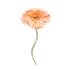 Iceland Poppy flower, peach colored isolated on white background. Watercolor hand drawn illustration. Orange botanical design element for cards, invitations, packaging prints.
