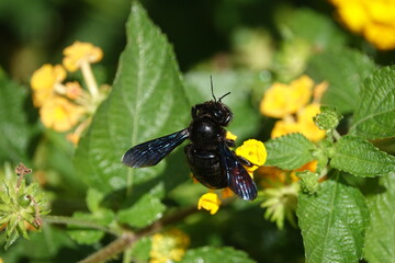  violet carpenter bee (Xylocopa violacea) island of Crete during autumn