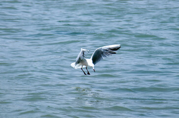 Ocean Hunters: Majestic Hartlaub's Gulls Scouring the Seas