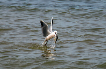 Ocean Hunters: Majestic Hartlaub's Gulls Scouring the Seas