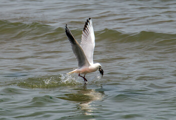 Ocean Hunters: Majestic Hartlaub's Gulls Scouring the Seas