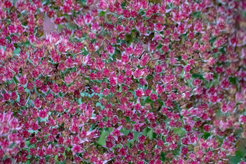 Beautiful decorative garden plant. Sedum (Sedum spectabile) at autumn sunny day