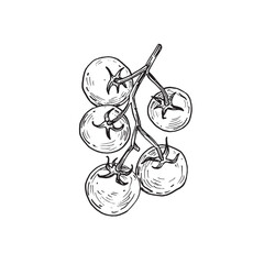 Cherry tomatoes branch hand drawn vector illustrations. Tomatoes drawn with ink. Element for food label design and restaurant menu. 