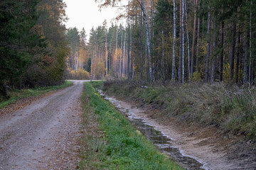Naklejka premium Forest road in Latvia in autumn season. Fresh ditch with sand and little water