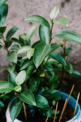 A vibrant orange tree in a decorative pot, showcasing lush green leaves and ripe oranges