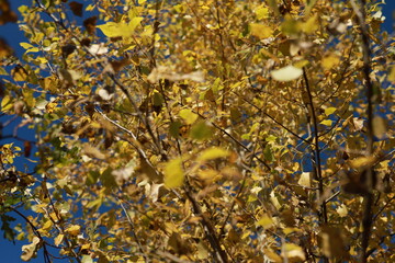 Poplar tree branches with yellow leaves under a clear sky. Autumn time. Indian summer.