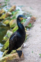 Full body of great black cormorant, Phalacrocorax carbo, black shag or kawau