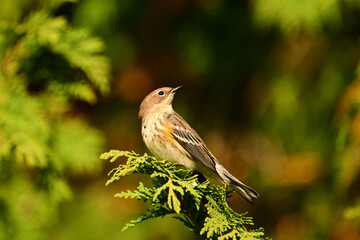 A Yellow-rumped warbler or Myrtle Warbler sits perched in a cedar tree showing its confusing fall coloring