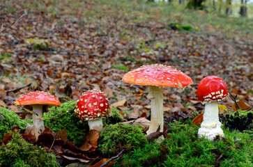 Group of fly agaric (Amanita muscaria) in an autumn beech forest