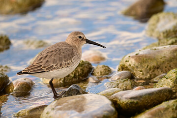 Obraz premium A Dunlin bird in non-breeding plumage walking along the moss covered rocks along the shore