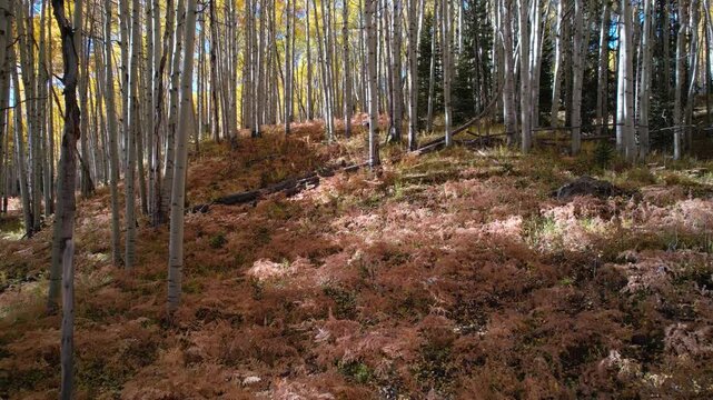 Flight Through Yellow Aspen Forest With Red Ferns On An Autumn Morning