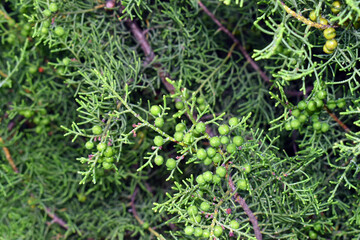 Leaves and fruits of the savin juniper (Juniperus sabina).