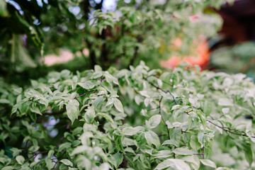 Cornus controversa, syn. Swida controversa, is a species of flowering plant in the genus Cornus of the dogwood family Cornaceae