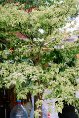 Cornus controversa, syn. Swida controversa, is a species of flowering plant in the genus Cornus of the dogwood family Cornaceae