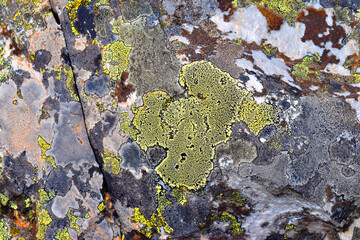 The map lichen Rhizocarpon geographicum on a rock