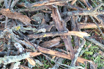 Twigs and sticks are scattered across the ground in a natural and untamed environment
