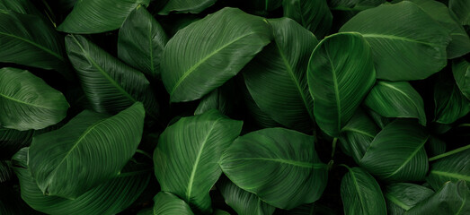Nature leaves, green tropical forest, backgound illustration concept