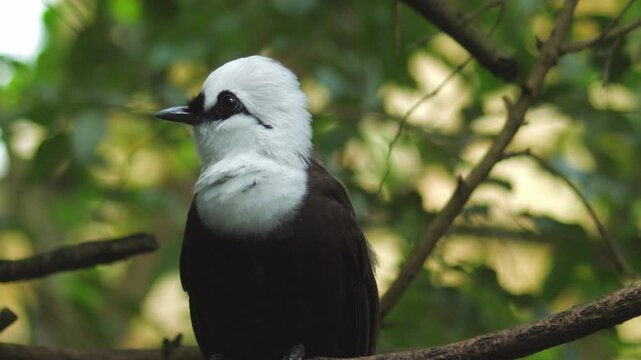 Black-and-White Laughingthrush in Its Natural Habitat. Garrulax bicolor