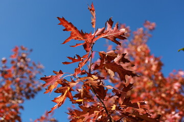 A branch of an oak tree with scarlet leaves beneath a clear sky, with blurred trees in the background. Autumn. Indian summer.