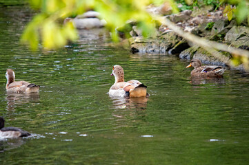 Nilgans (Alopochen aegyptiaca) auf einem Teich mit Enten