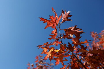 A branch of an oak tree with scarlet leaves beneath a clear sky. Autumn. Indian summer.
