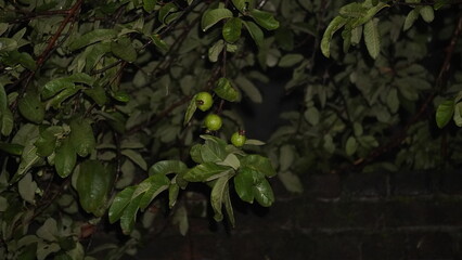 Fresh unripe guava fruits hanging on branches, green-skinned, nutrient-rich, crisp texture, perfect...