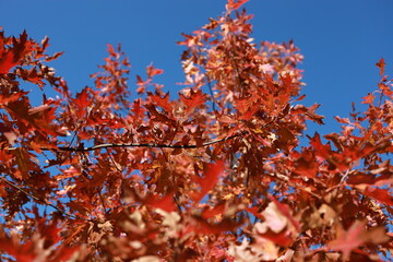 Branches of an oak tree with scarlet leaves beneath a clear sky. Autumn. Indian summer.