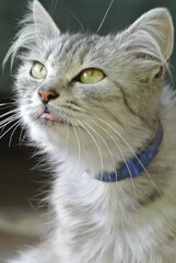 Close-Up of a Fluffy Gray Cat with Green Eyes and Blue Collar Sticking Out Tongue - Adorable and Humorous Pet Portrait