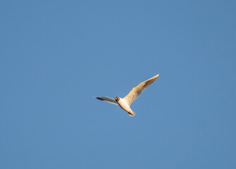 Black-headed Gull, Birds Soaring in Blue Sky