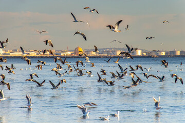 Flock of Birds Flying over Sea