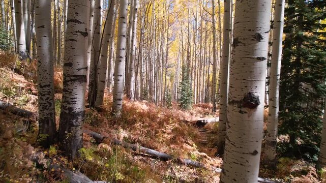 Low Flight Through Yellow Aspen Forest With Red Ferns During Autumn