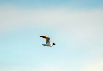 Obraz premium Black-Headed Gull Soaring in the Sky - Bird Photography