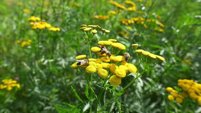 Bee collecting honey pollen from yellow tansies flower on blomster season. Beekeeping products business