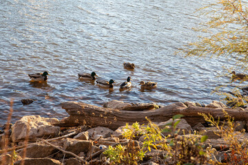 Ducks Gliding on Tranquil Waters. Ontario, Canada