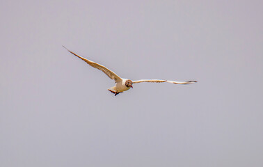 Lakeside Flyers: Black-headed Gull Birds Gliding Over the Water