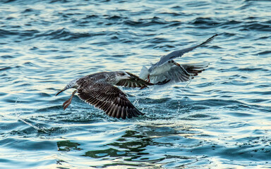 Great black-backed gull on the Water: Majestic Seabirds in Their Natural Habitat