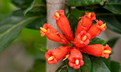 Lose-up of the flowers of the Wild Pomegranate/ Wildgranaat (Burchella bubalina) named after the...