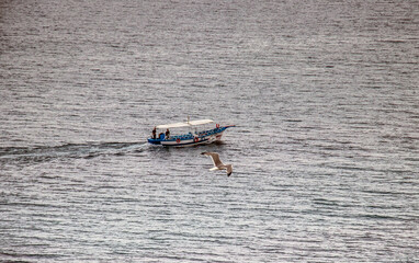 Coastal Skyriders: Gulls Soaring Over the Sea