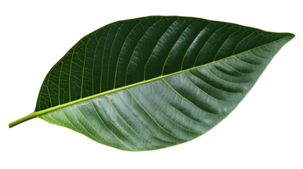 Green leaf isolated on transparent or white background, png